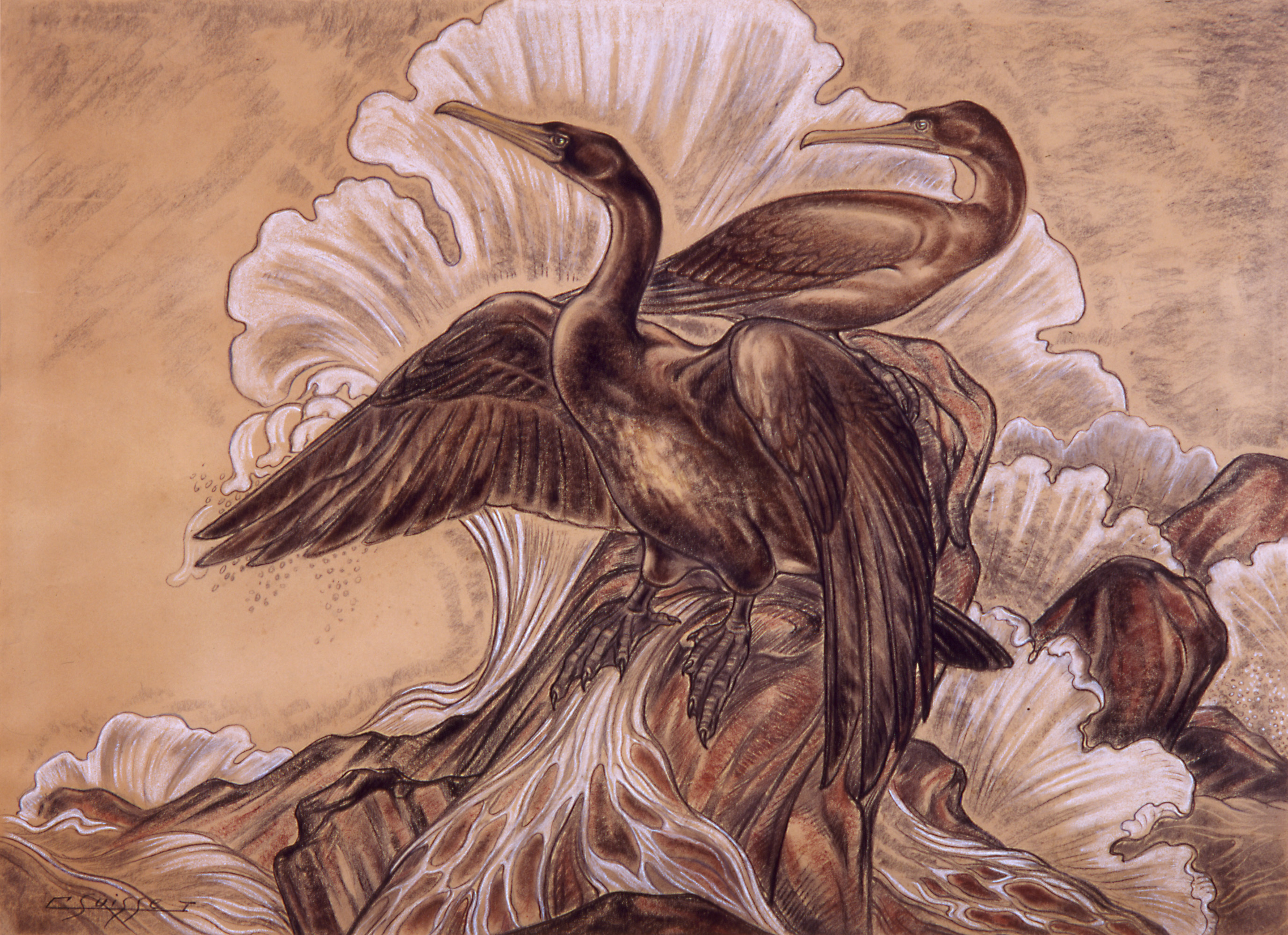 Cormorans dans la tempête